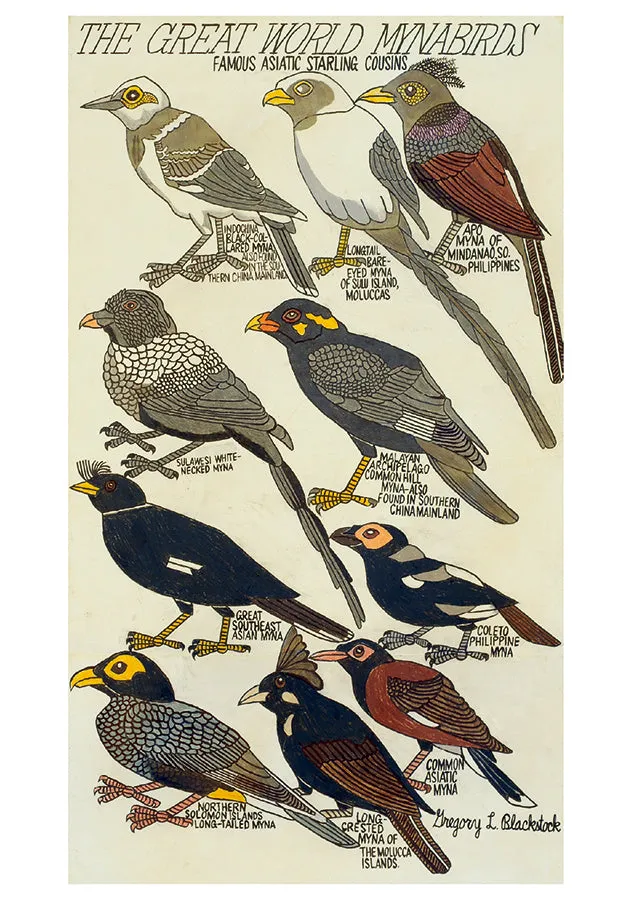 Blackstock’s Birds Boxed Notes