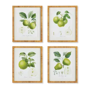 Fruit Study, Set Of 4
